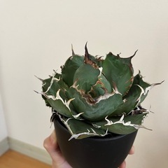 アガベ チタノタ 白鯨の画像