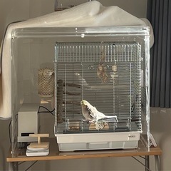 HOEI465オカメ+　BIRDMORE ハートフルLL アクリルケージの画像