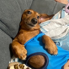 ミニチュアダックス