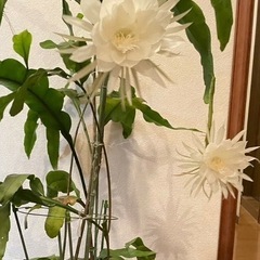 月下美人の画像