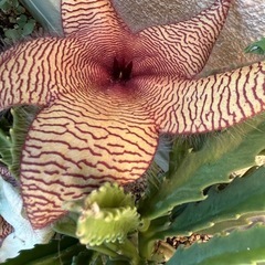 多肉植物
の画像