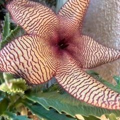 多肉植物
の画像