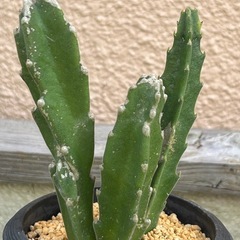 多肉植物
の画像