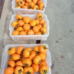 平種柿　渋柿の画像