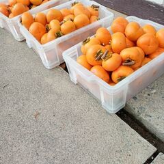 平種柿　渋柿の画像