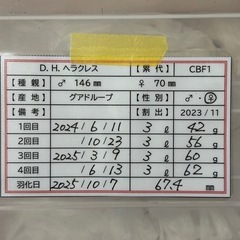 ヘラクレスオオカブト　新成虫ペア(♂154・♀67)の画像