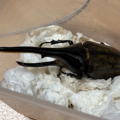 ヘラクレスオオカブト　新成虫ペア(♂154・♀67)の画像