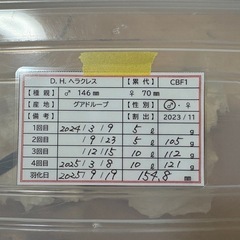 ヘラクレスオオカブト　新成虫ペア(♂154・♀67)の画像