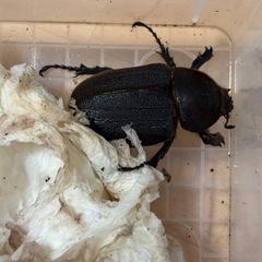 ヘラクレスオオカブト　新成虫ペア(♂154・♀67)の画像
