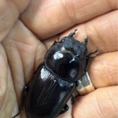 [国産オオクワガタNO:187]YG871系統  79ミリペアー  の画像