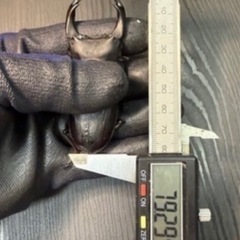 [国産オオクワガタNO:187]YG871系統  79ミリペアー  の画像