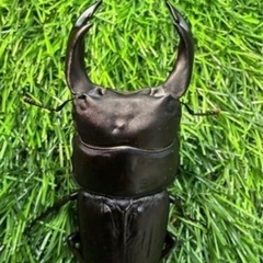 [国産オオクワガタNO:187]YG871系統  79ミリペアー  の画像