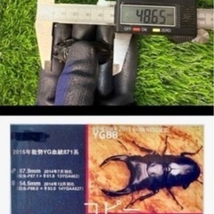 [国産オオクワガタNO:187]YG871系統  79ミリペアー  の画像