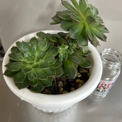 🌿エケベリア🌿の画像