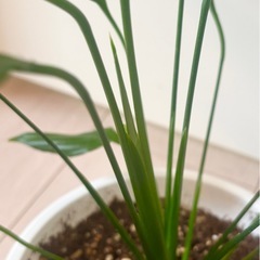 初心者向け♪新葉あり！土付き！抜き苗！スパティフィラム♪植物の画像