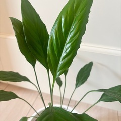 初心者向け♪新葉あり！土付き！抜き苗！スパティフィラム♪植物の画像