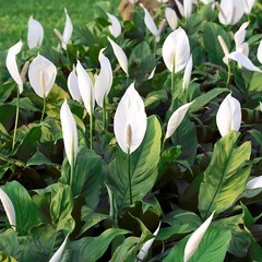 初心者向け♪新葉あり！土付き！抜き苗！スパティフィラム♪植物の画像