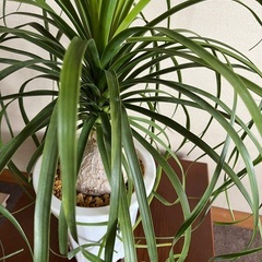 人気の観葉植物  トックリラン 中型の画像