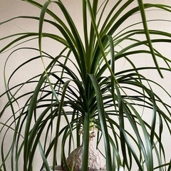 人気の観葉植物  トックリラン 中型の画像