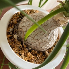 人気の観葉植物  トックリラン 中型の画像