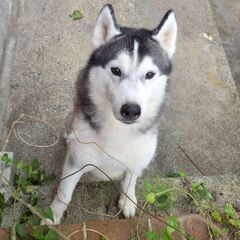 シベリアンハスキー４歳♂️(マックス君)