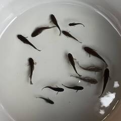ブラックダイヤ　１４匹 　めだか 成魚（少し幼魚入ります）の画像