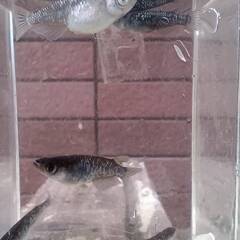 ブラックダイヤ　１４匹 　めだか 成魚（少し幼魚入ります）の画像