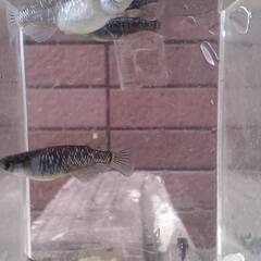 ブラックダイヤ　１４匹 　めだか 成魚（少し幼魚入ります）の画像