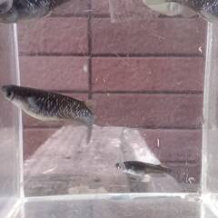 ブラックダイヤ　１４匹 　めだか 成魚（少し幼魚入ります）の画像