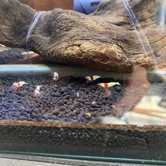 レッドビーシュリンプセットの画像