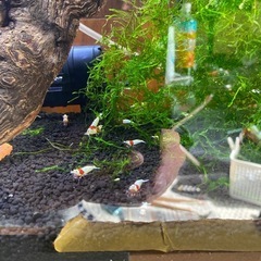 レッドビーシュリンプセットの画像