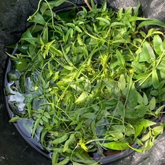 羽衣ジャスミン・挿し木用カット苗5本の画像