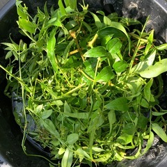 羽衣ジャスミン・挿し木用カット苗5本の画像