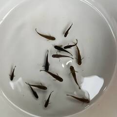 サタン　１４匹　めだか　成魚（少し幼魚入ります）の画像