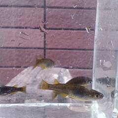 サタン　１４匹　めだか　成魚（少し幼魚入ります）の画像