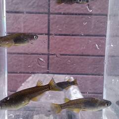 サタン　１４匹　めだか　成魚（少し幼魚入ります）の画像