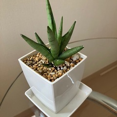 ①サンスベリア　希少種　シルバークラウン　観葉植物　の画像