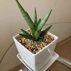 ①サンスベリア　希少種　シルバークラウン　観葉植物　の画像