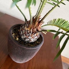 南国ムードを演出する観葉植物   ソテツ［蘇鉄］の画像