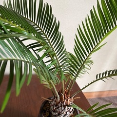 南国ムードを演出する観葉植物   ソテツ［蘇鉄］の画像