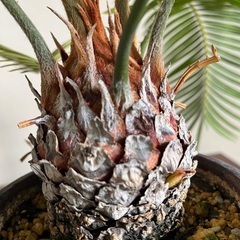 南国ムードを演出する観葉植物   ソテツ［蘇鉄］の画像