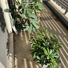 植物、鉢植えの画像