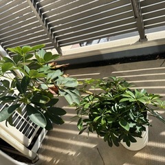 植物、鉢植えの画像