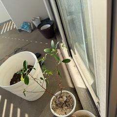 植物、鉢植えの画像