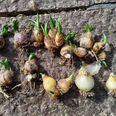 イランイラン鉢植え1個  ジャガランダ 鉢植え1個の画像