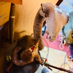 ヘビとマングースの置物の画像