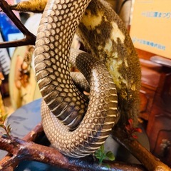 ヘビとマングースの置物の画像