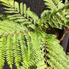 イランイラン鉢植え1個  ジャガランダ 鉢植え1個の画像