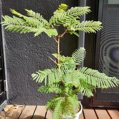 イランイラン鉢植え1個  ジャガランダ 鉢植え1個の画像