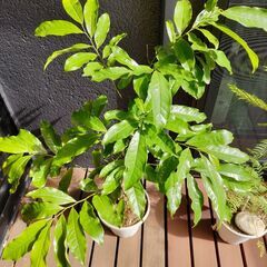 イランイラン鉢植え1個  ジャガランダ 鉢植え1個の画像